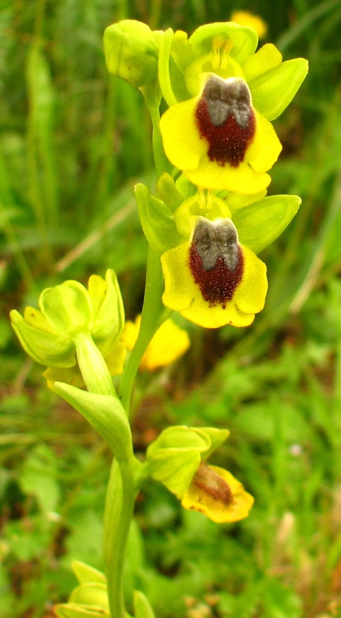 Ophrys e Orchis vicino a  Palazzolo